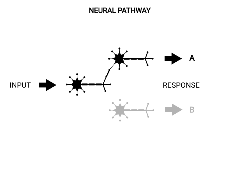 A neural pathway forming through repeated response A